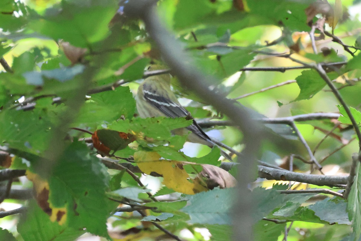 svarthetteparula - ML641147873