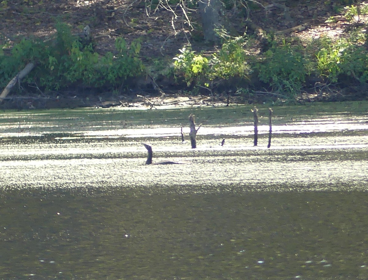 Double-crested Cormorant - ML641147878