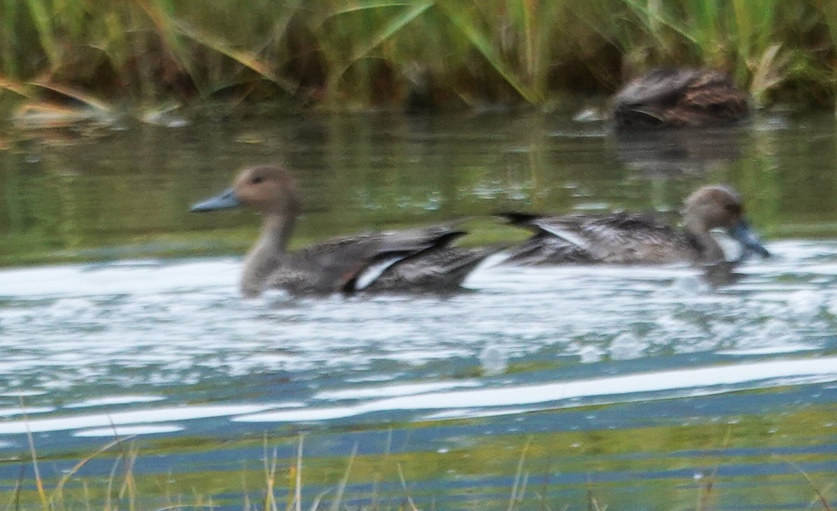 Northern Pintail - ML641147902