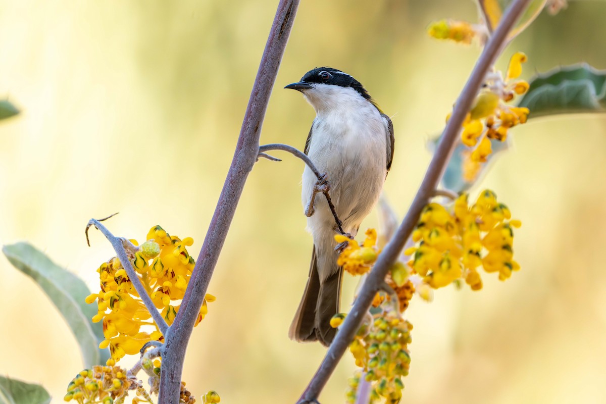 White-throated Honeyeater - ML641147918
