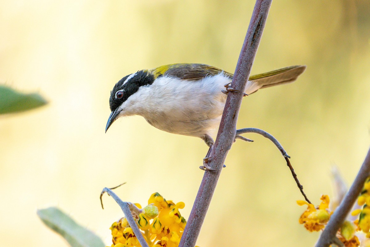 White-throated Honeyeater - ML641147919