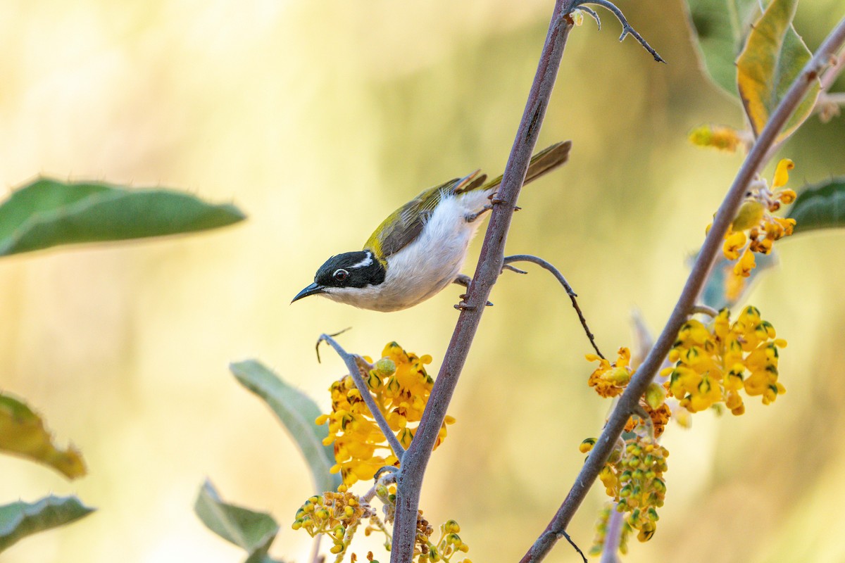 White-throated Honeyeater - ML641147920