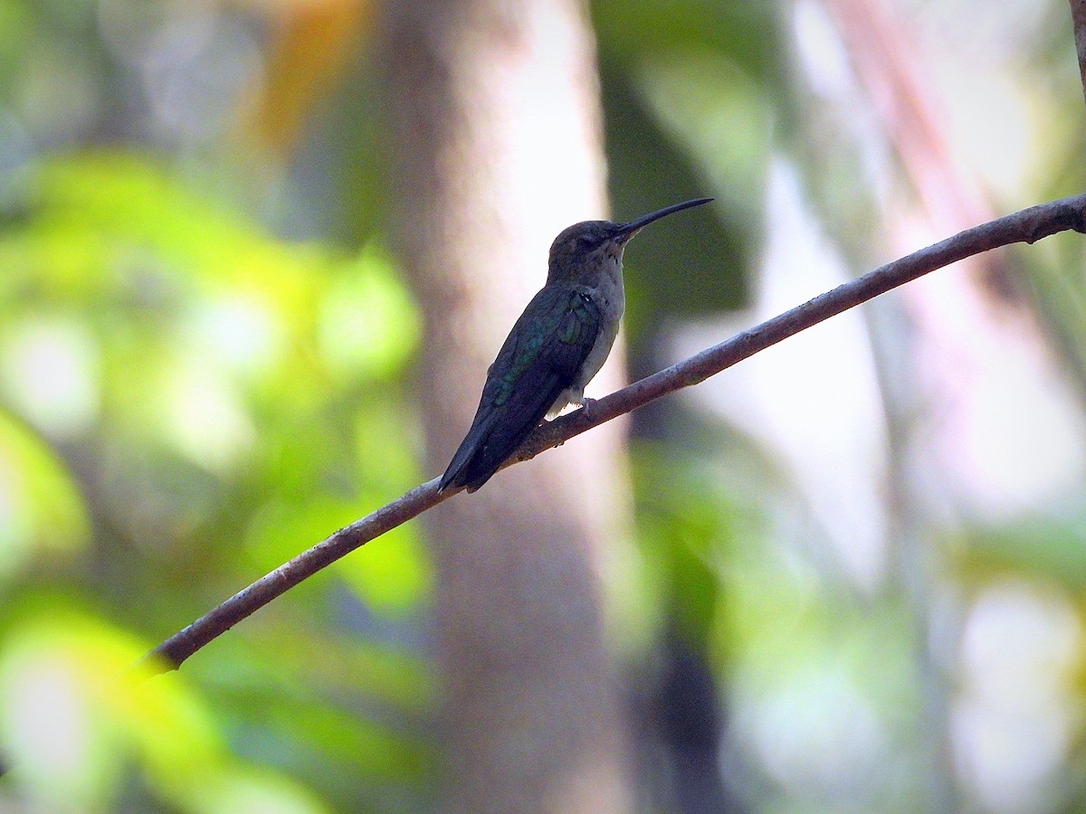 Fork-tailed Woodnymph - ML641147925