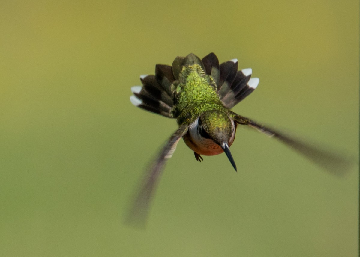 Ruby-throated Hummingbird - ML641147927