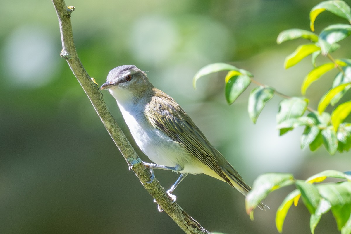Red-eyed Vireo - ML641147984