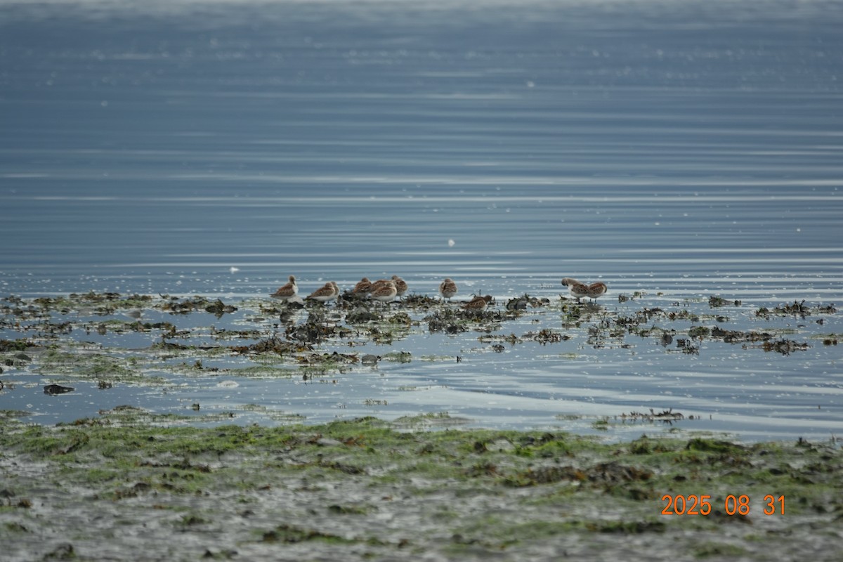 Bergstrandläufer - ML641147985