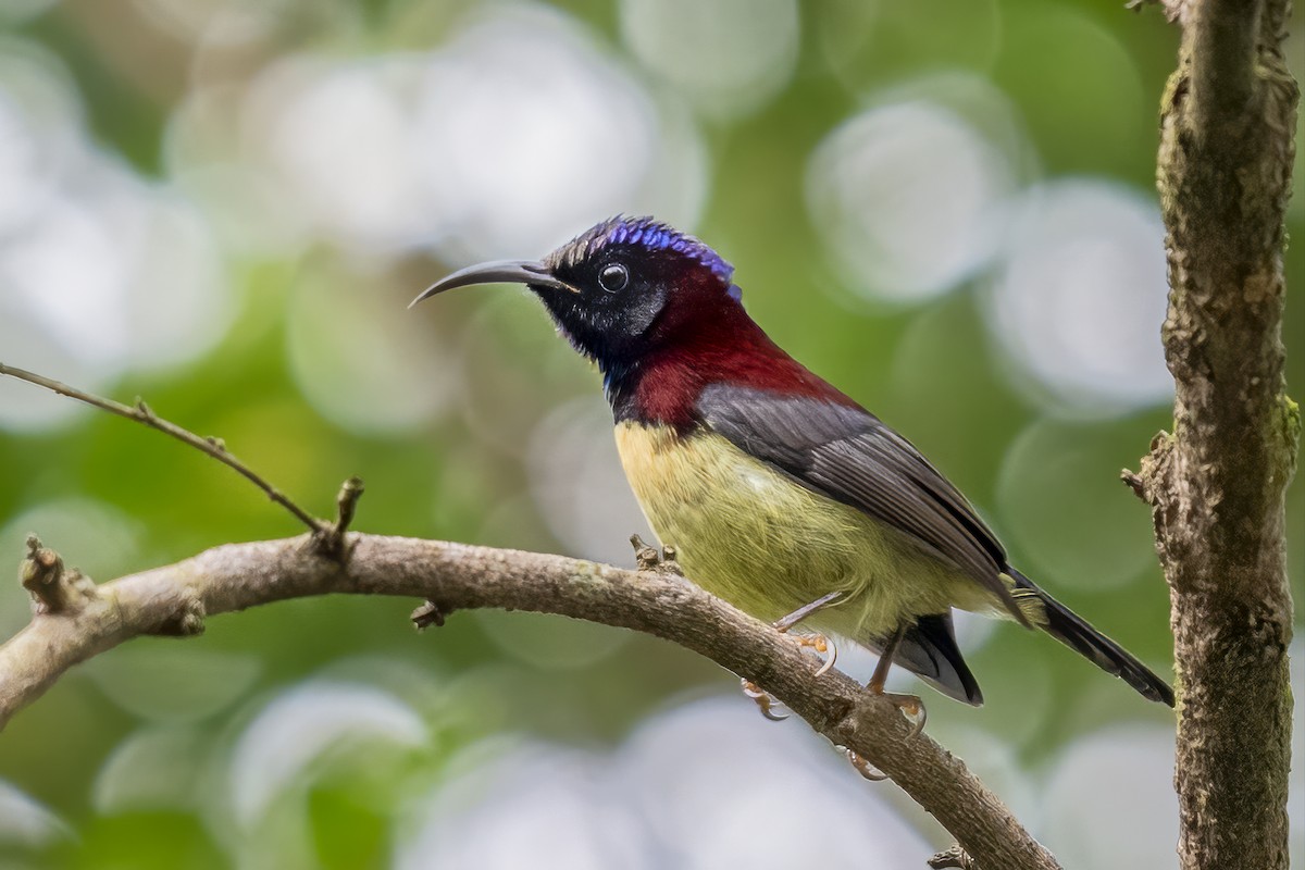 Black-throated Sunbird - ML641148012