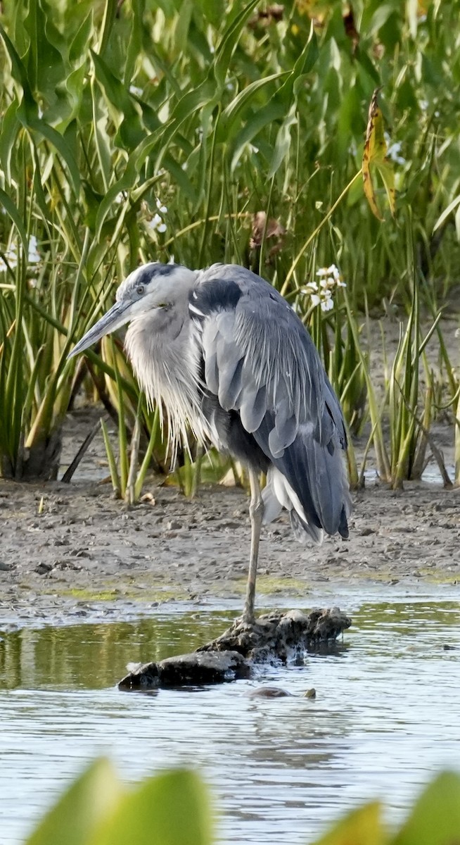 Great Blue Heron - ML641148026