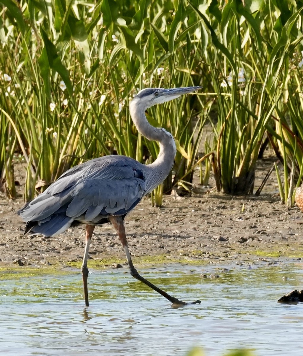 Great Blue Heron - ML641148027
