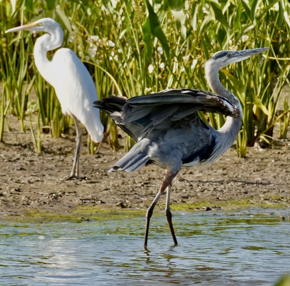 Great Blue Heron - ML641148029