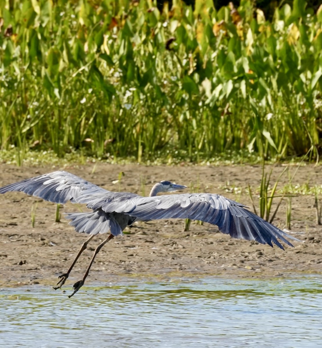 Great Blue Heron - ML641148030