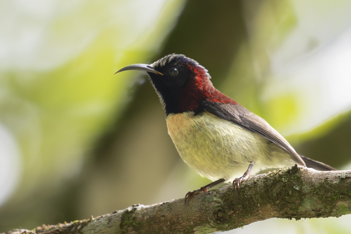 Black-throated Sunbird - ML641148057