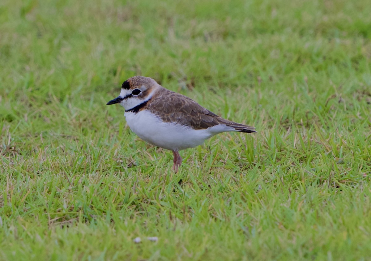 Collared Plover - ML641148059