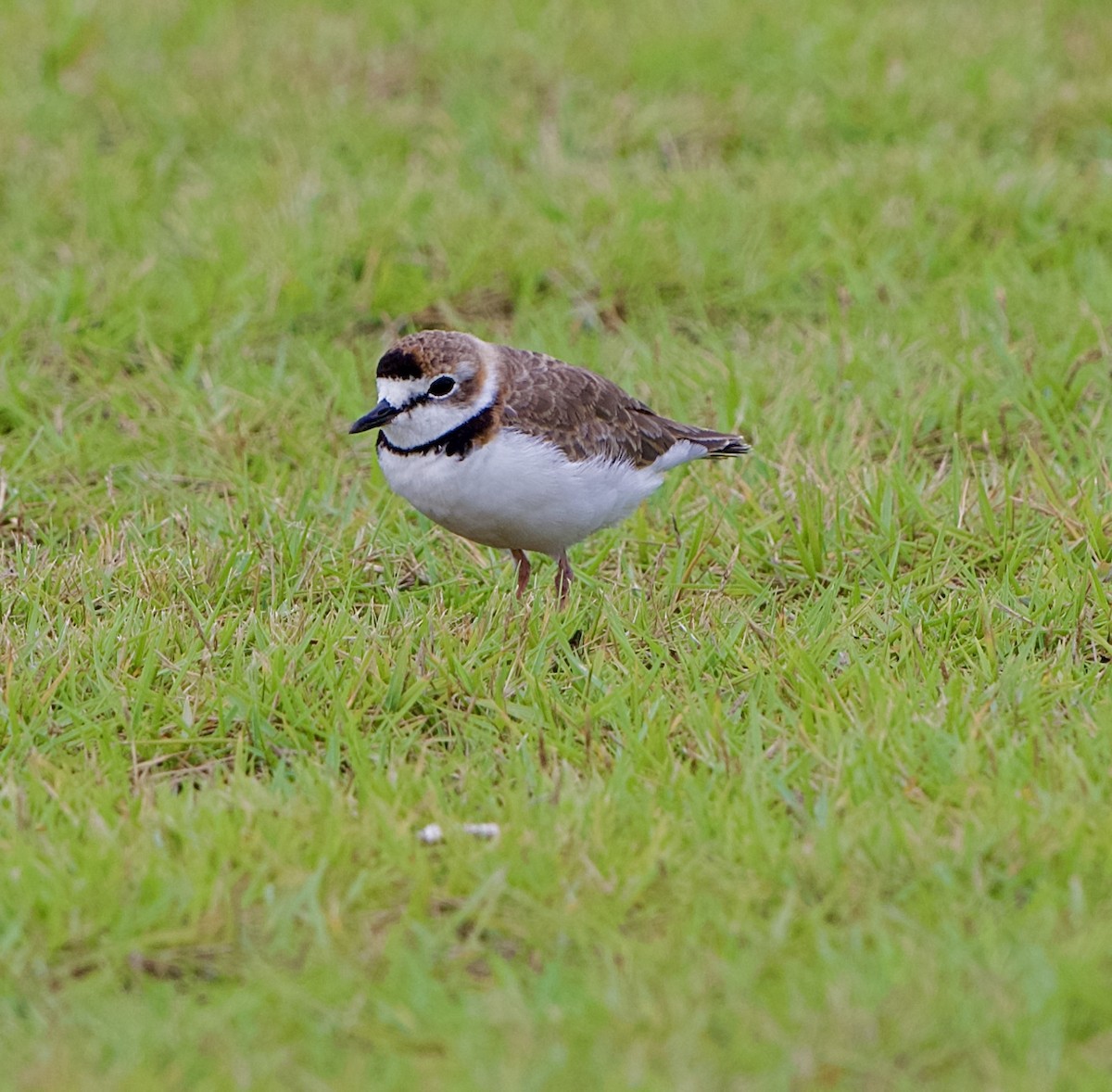 Collared Plover - ML641148060