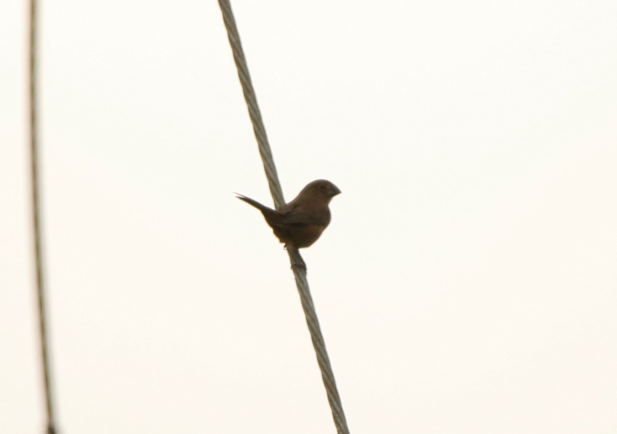 Chestnut-bellied Seed-Finch - ML641148064