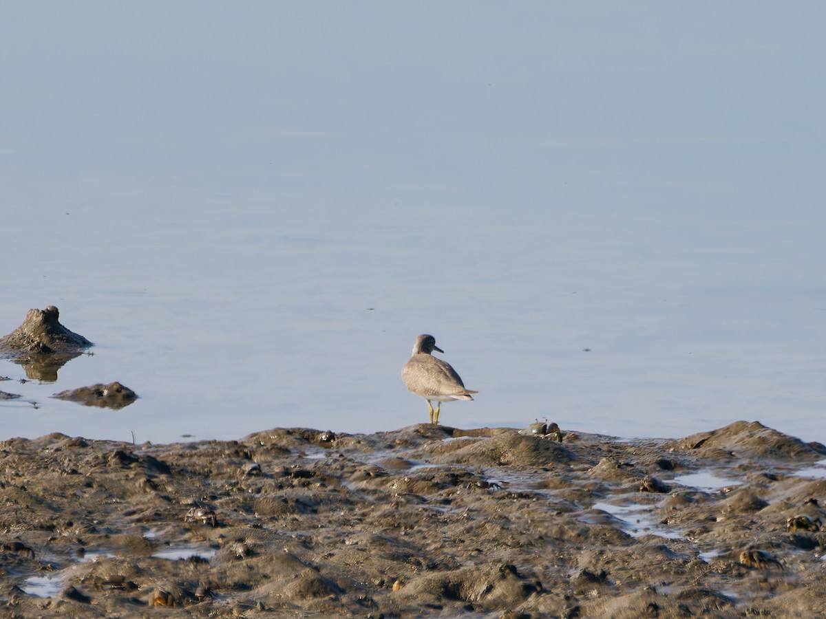Gray-tailed Tattler - ML641148094