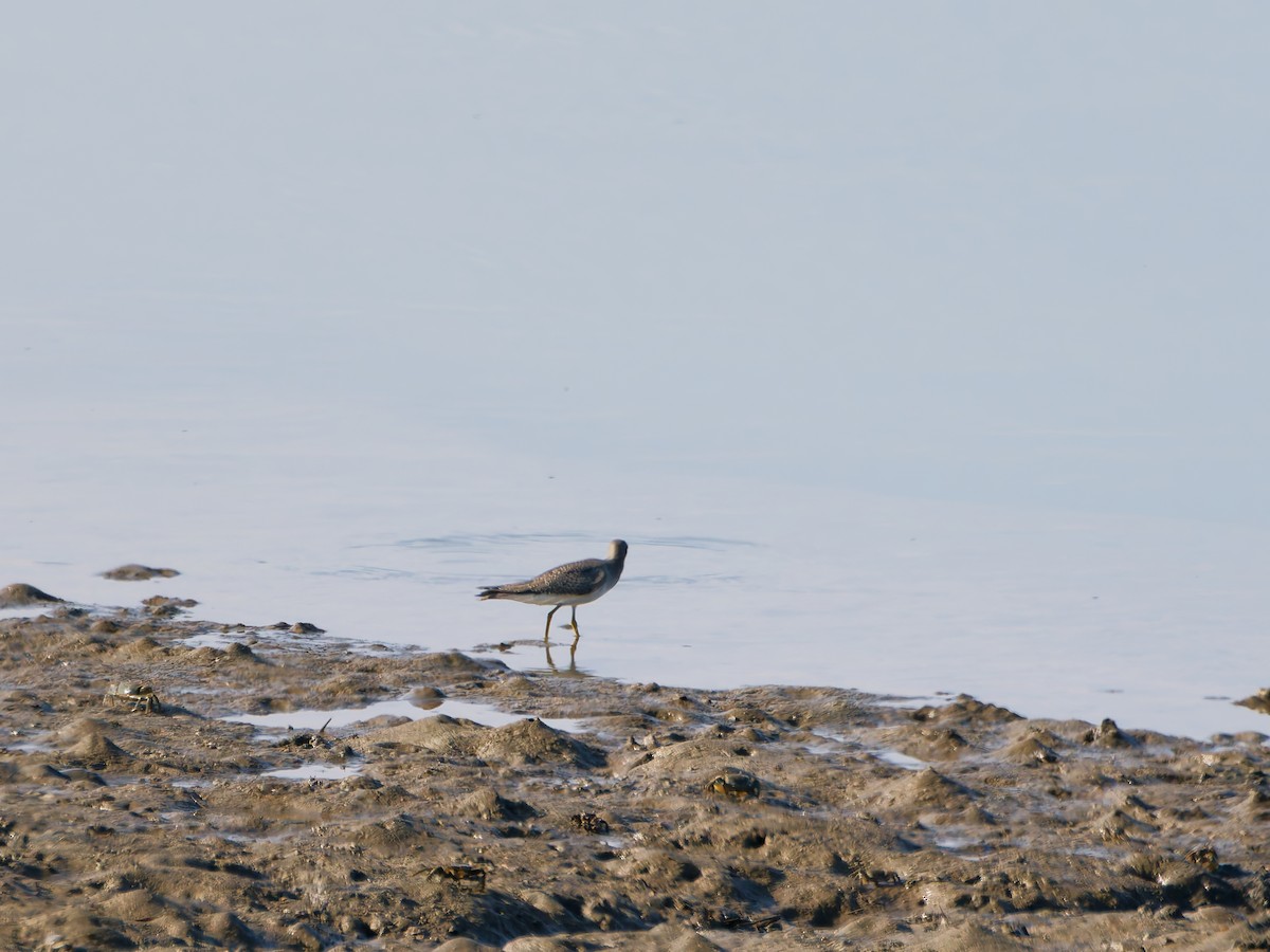 Gray-tailed Tattler - ML641148095