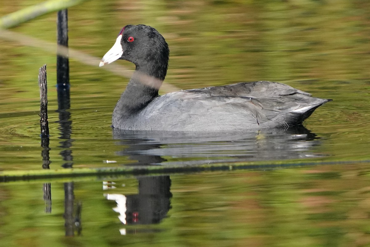 American Coot - ML641148108