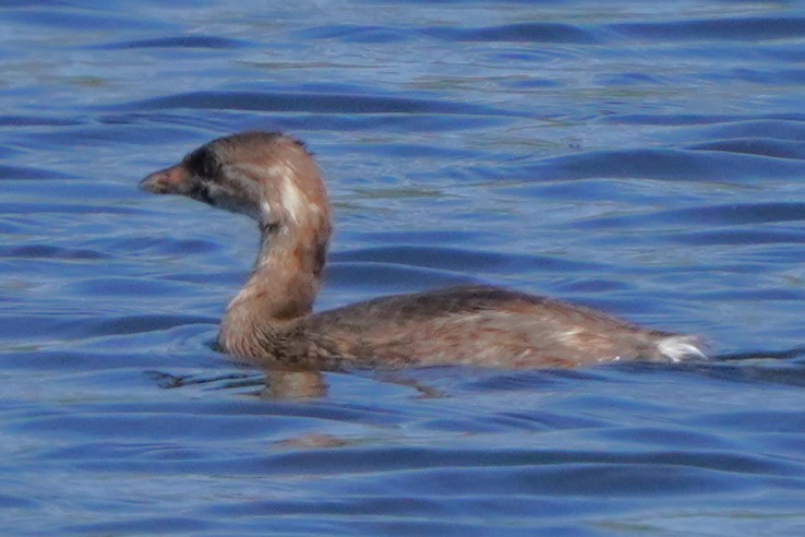 Pied-billed Grebe - ML641148124