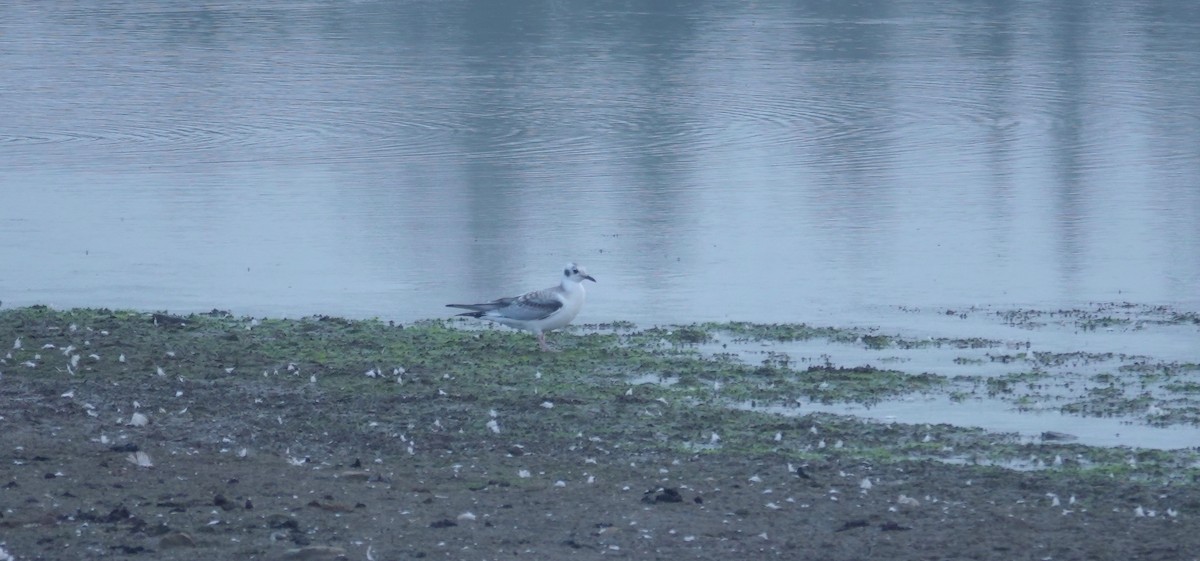 Gaviota de Bonaparte - ML641148140