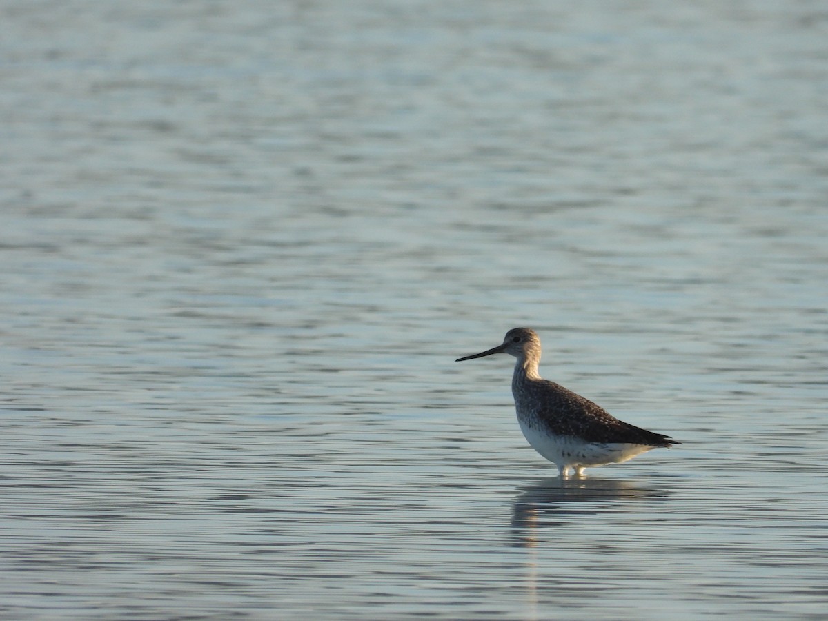 Greater Yellowlegs - ML641148141