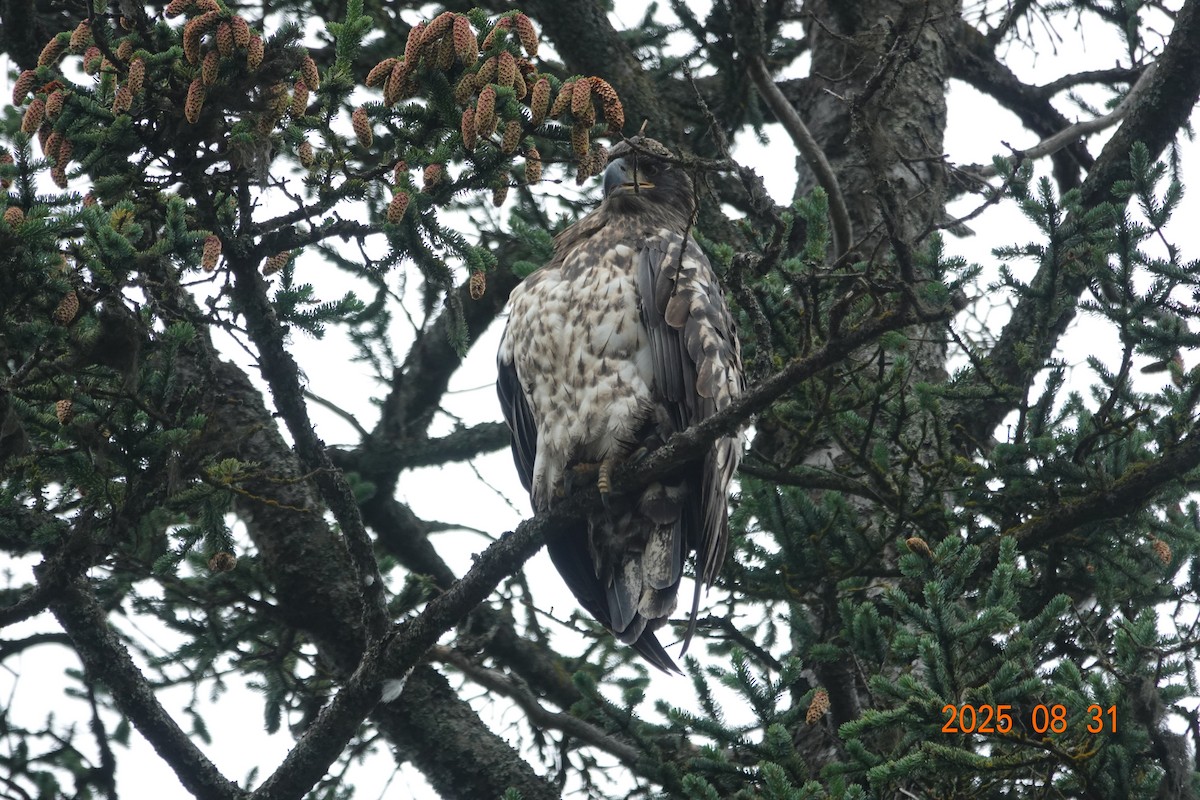 Bald Eagle - ML641148143