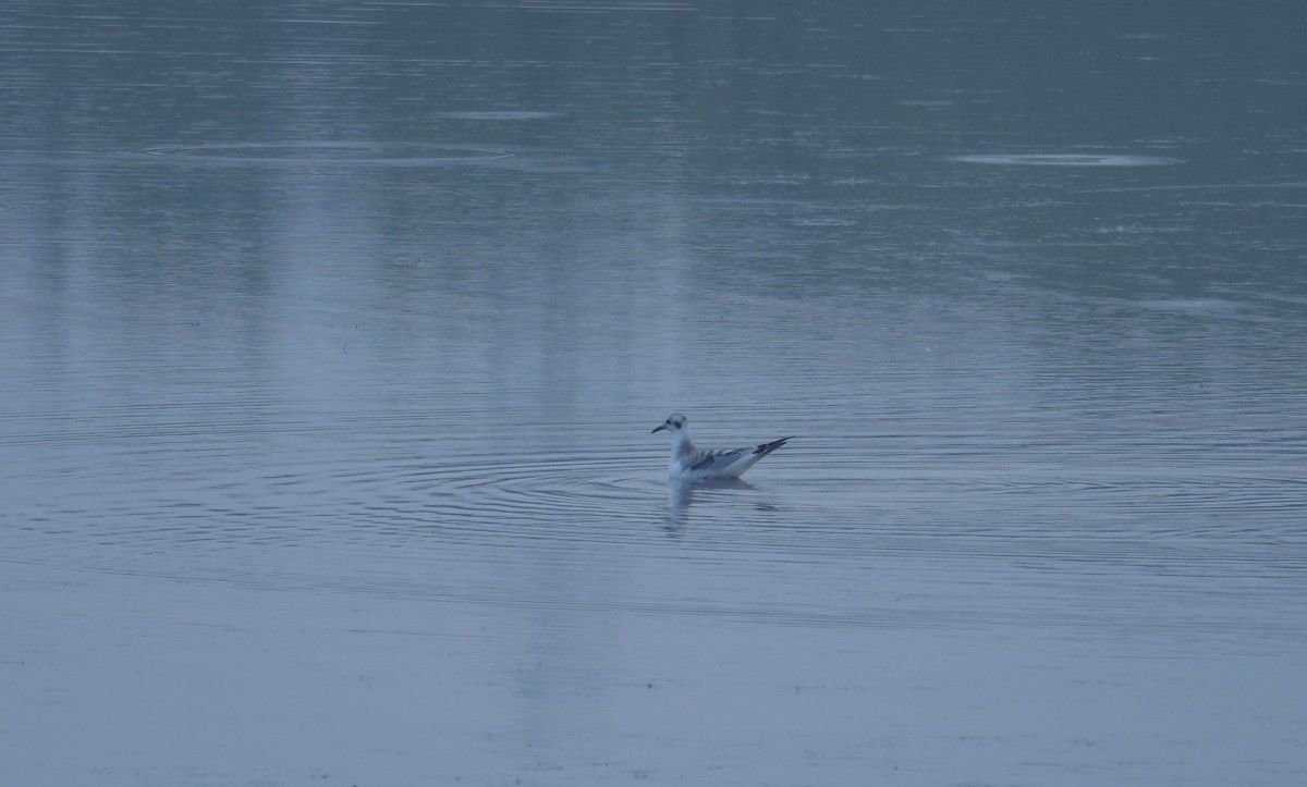 Gaviota de Bonaparte - ML641148153