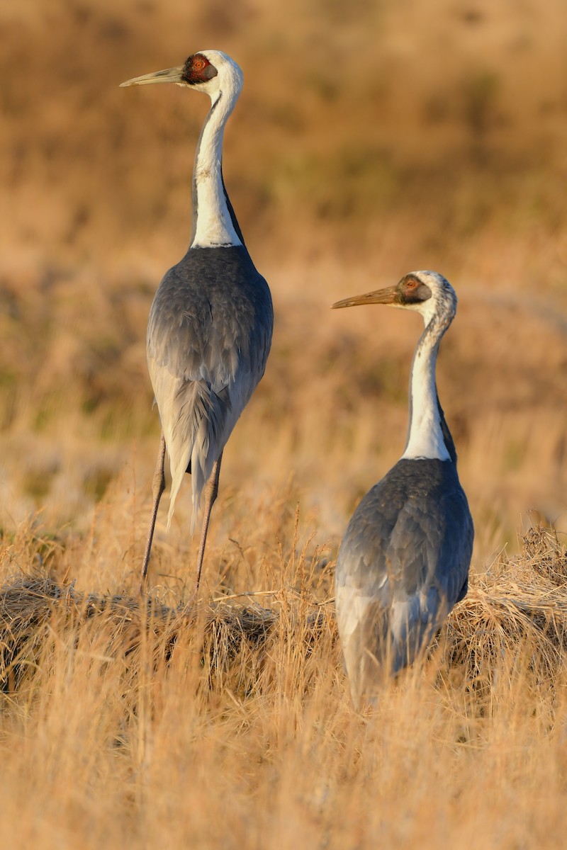 White-naped Crane - ML641148159