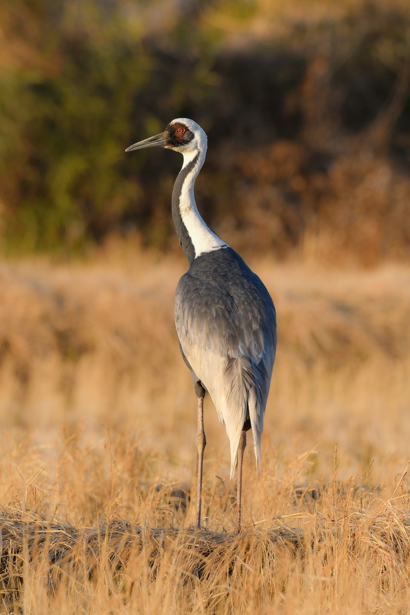 White-naped Crane - ML641148163