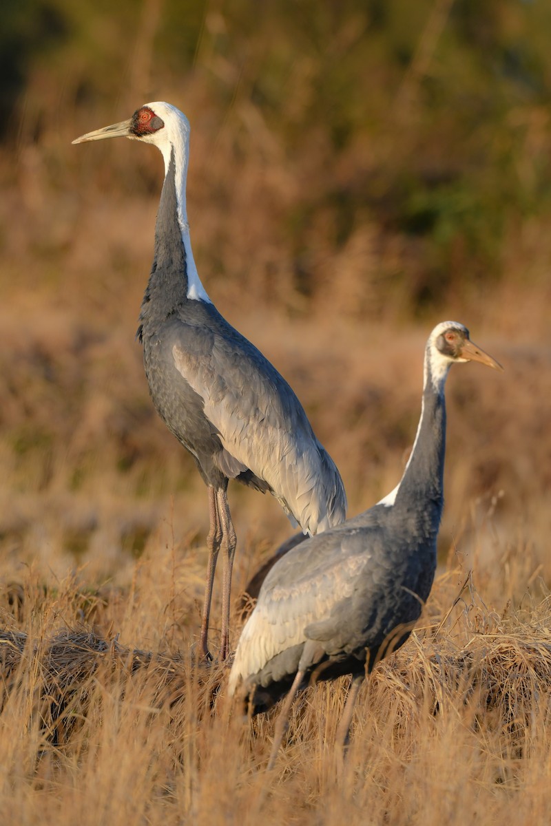 White-naped Crane - ML641148164