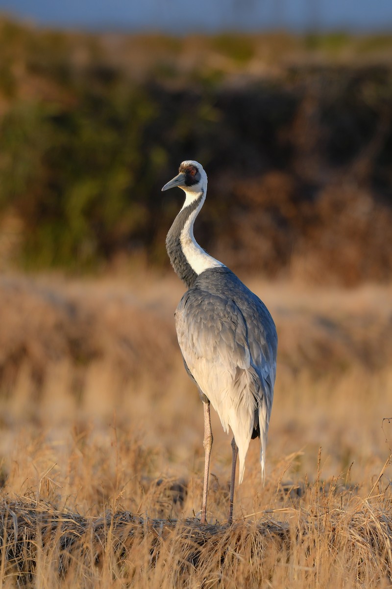 White-naped Crane - ML641148165