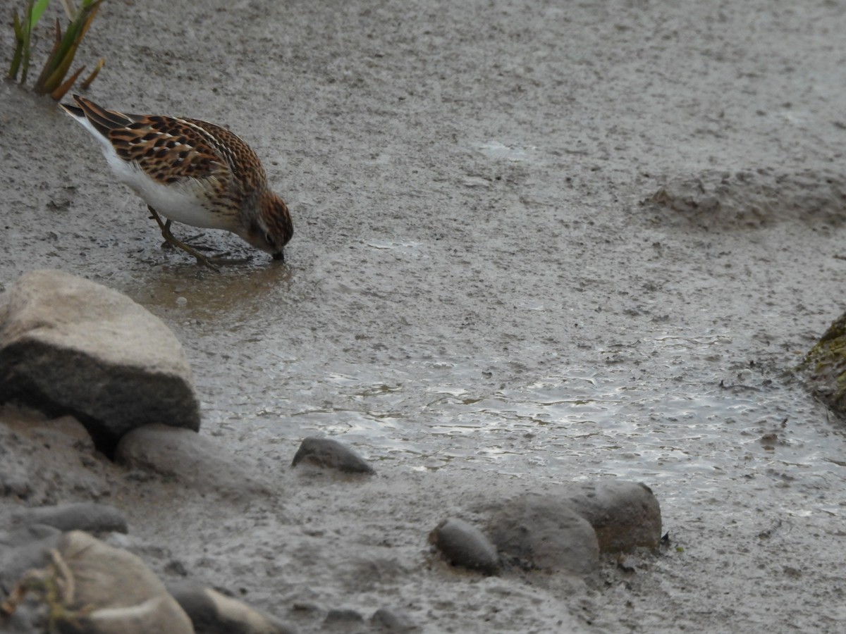 Least Sandpiper - ML641148174
