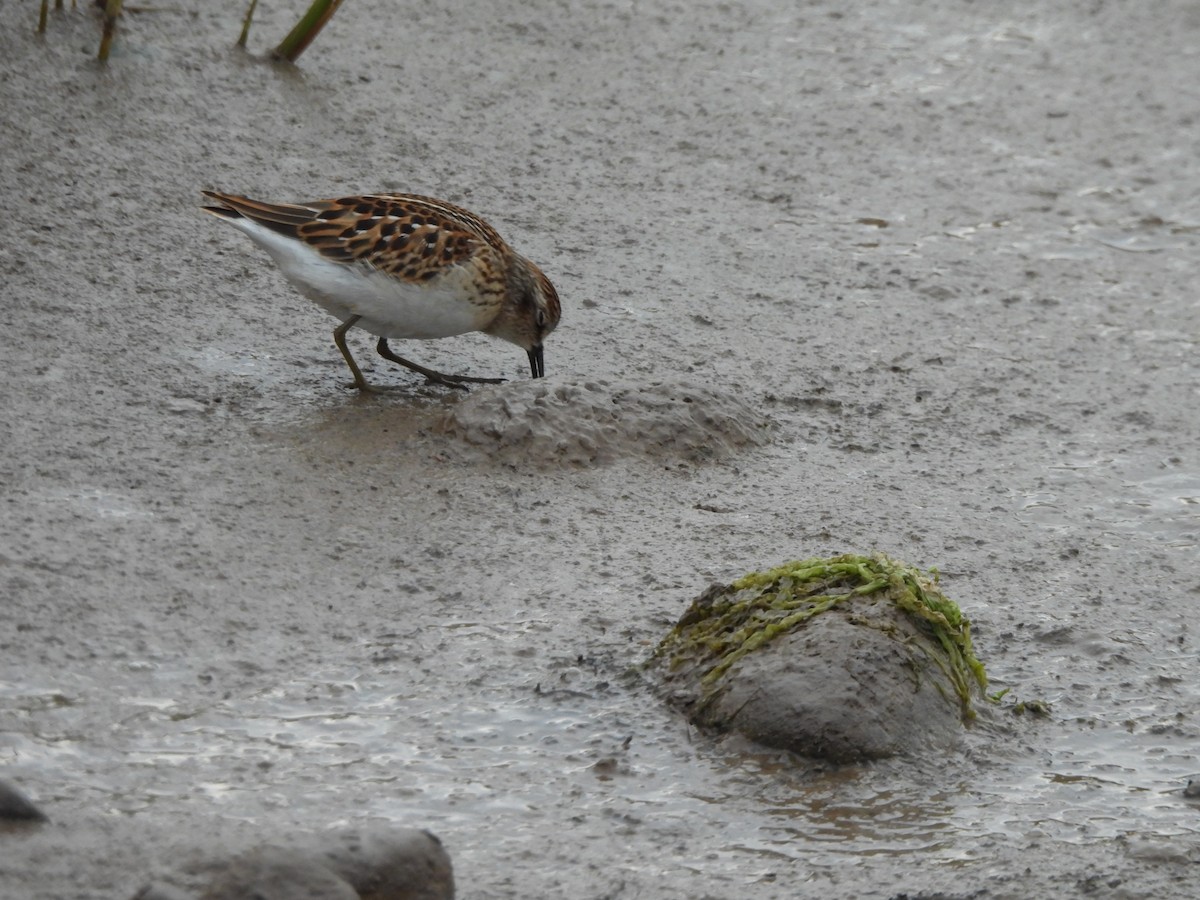 Least Sandpiper - ML641148175