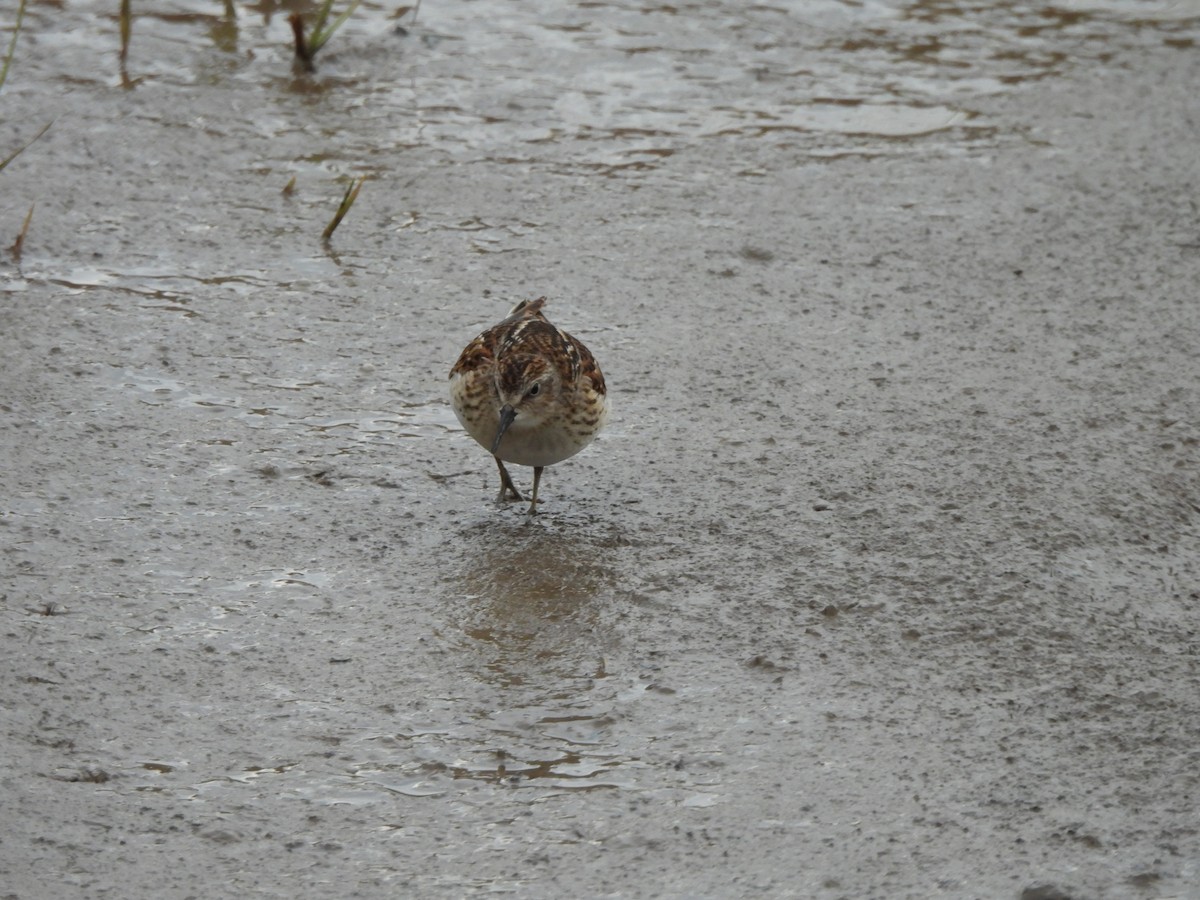 Least Sandpiper - ML641148177