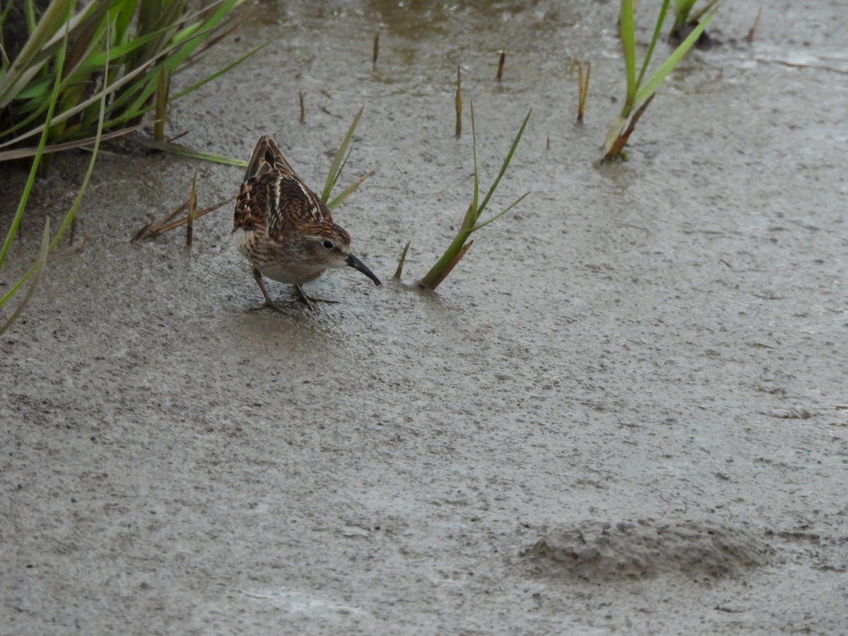 Least Sandpiper - ML641148207