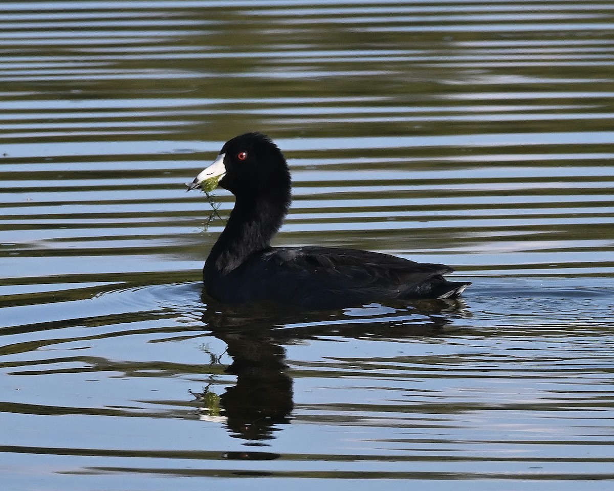 American Coot - ML641148213