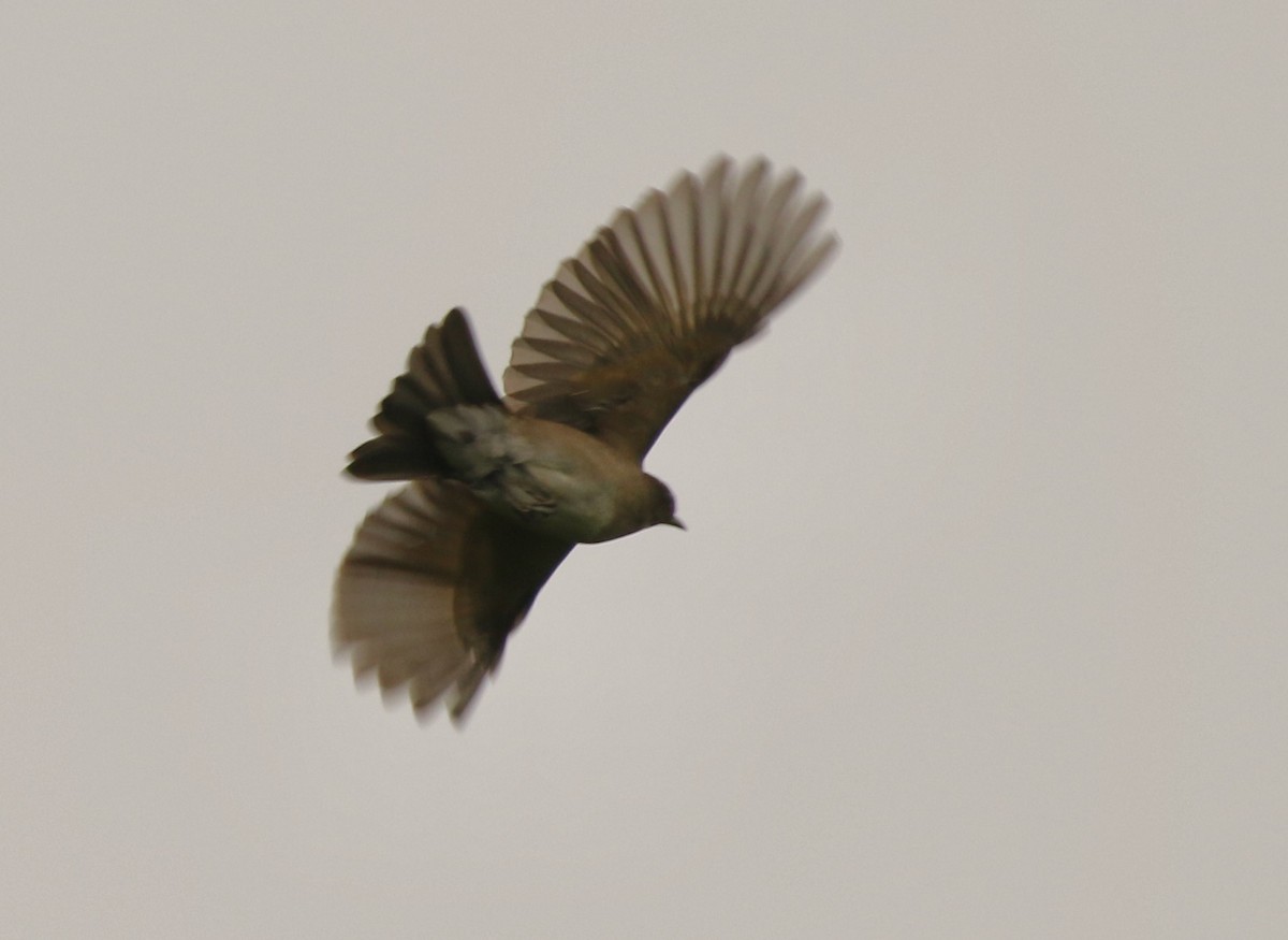 Black-billed Thrush - ML641148215