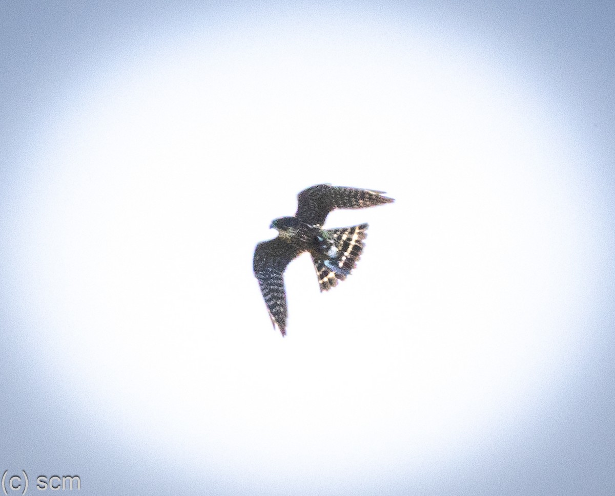 Peregrine Falcon - ML641148217