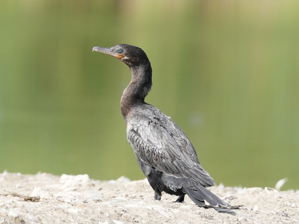 Cormoran vigua - ML641148238