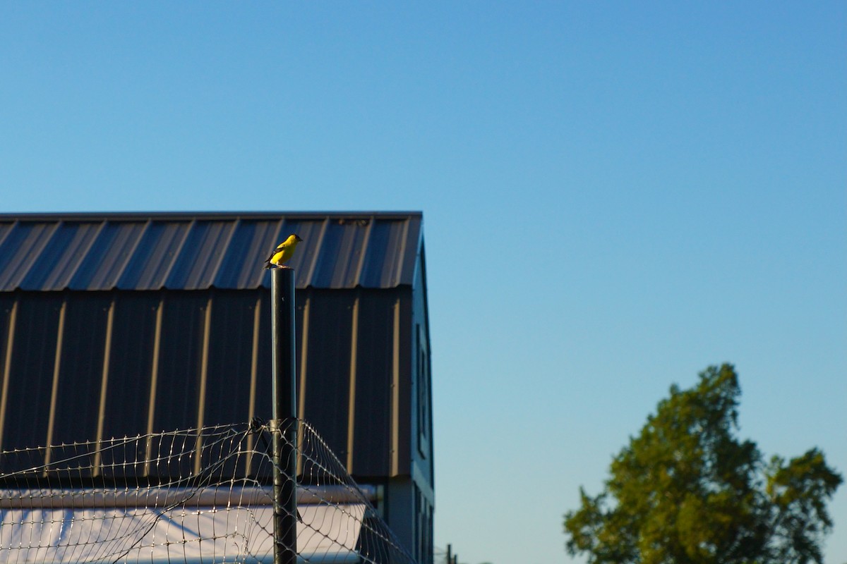 American Goldfinch - ML641148243