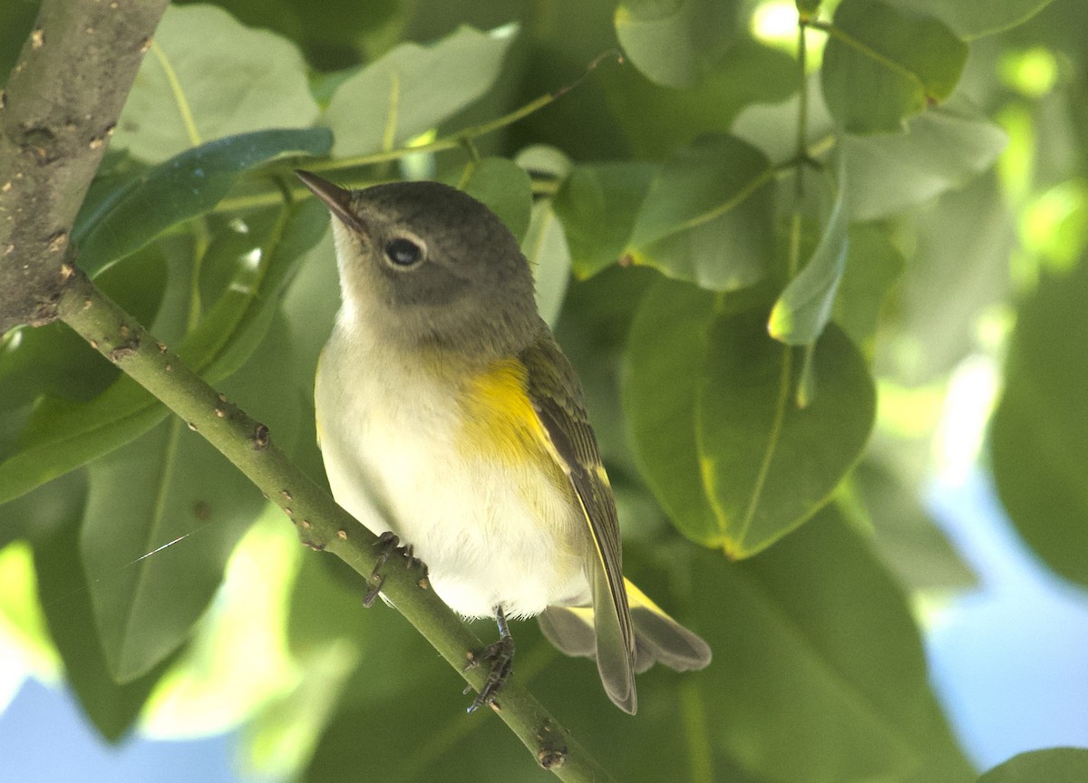 American Redstart - ML641148248