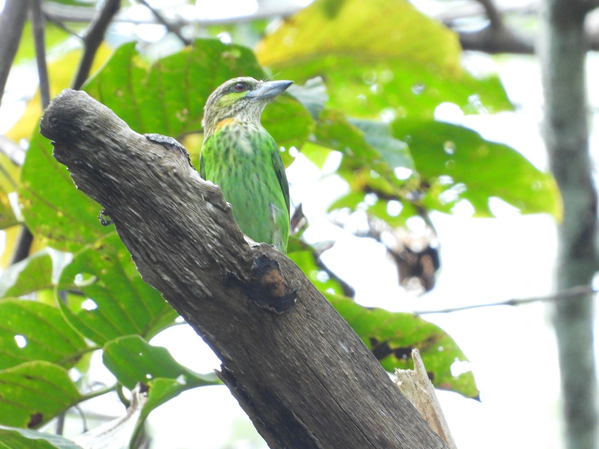 Green-eared Barbet - ML641148270