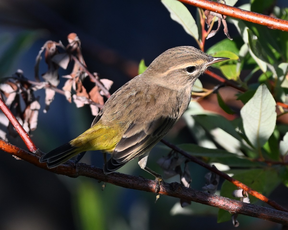 Palm Warbler - ML641148284