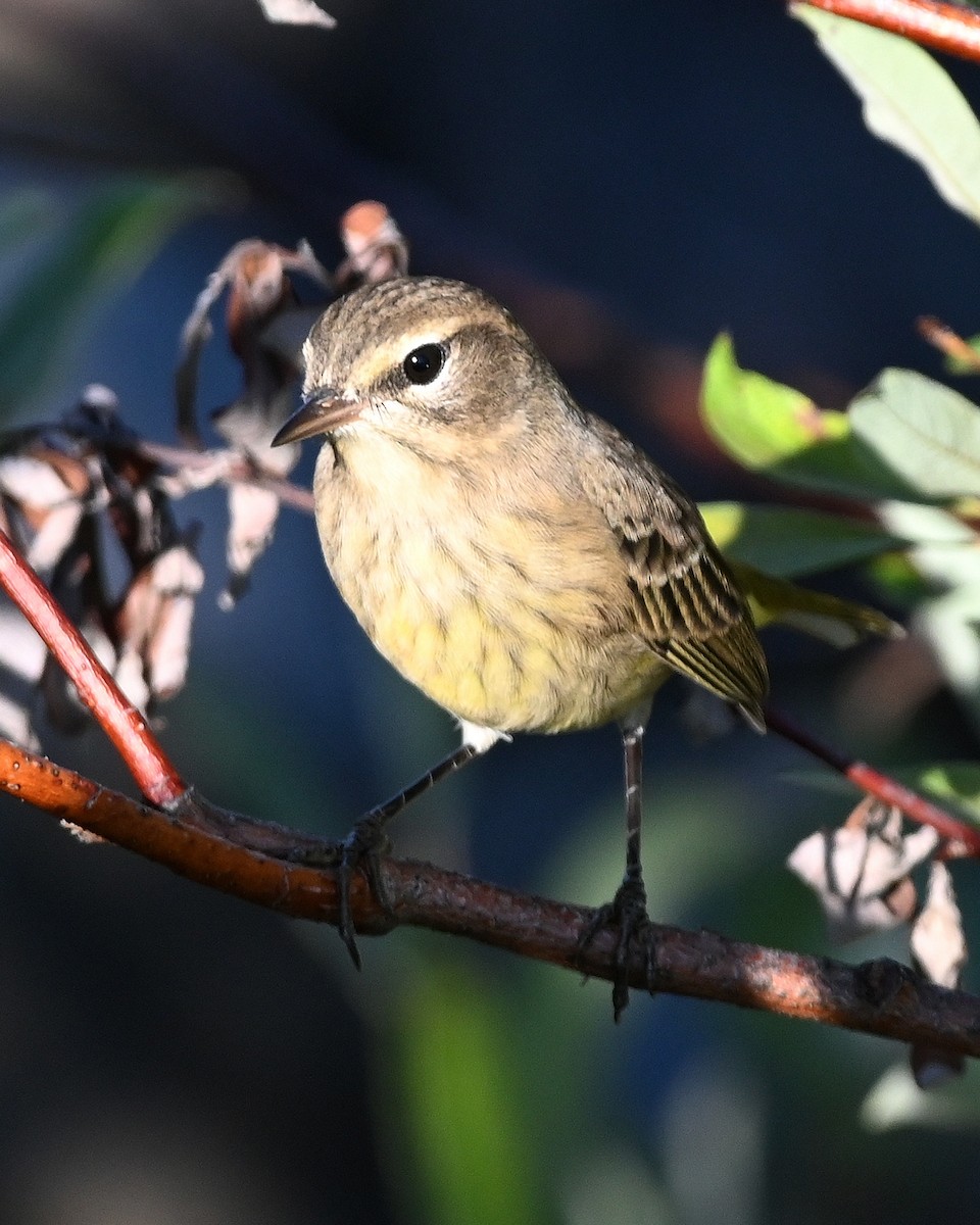 Palm Warbler - ML641148285