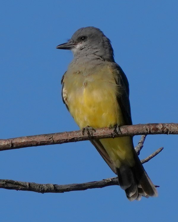ハシボソタイランチョウ - ML641148288