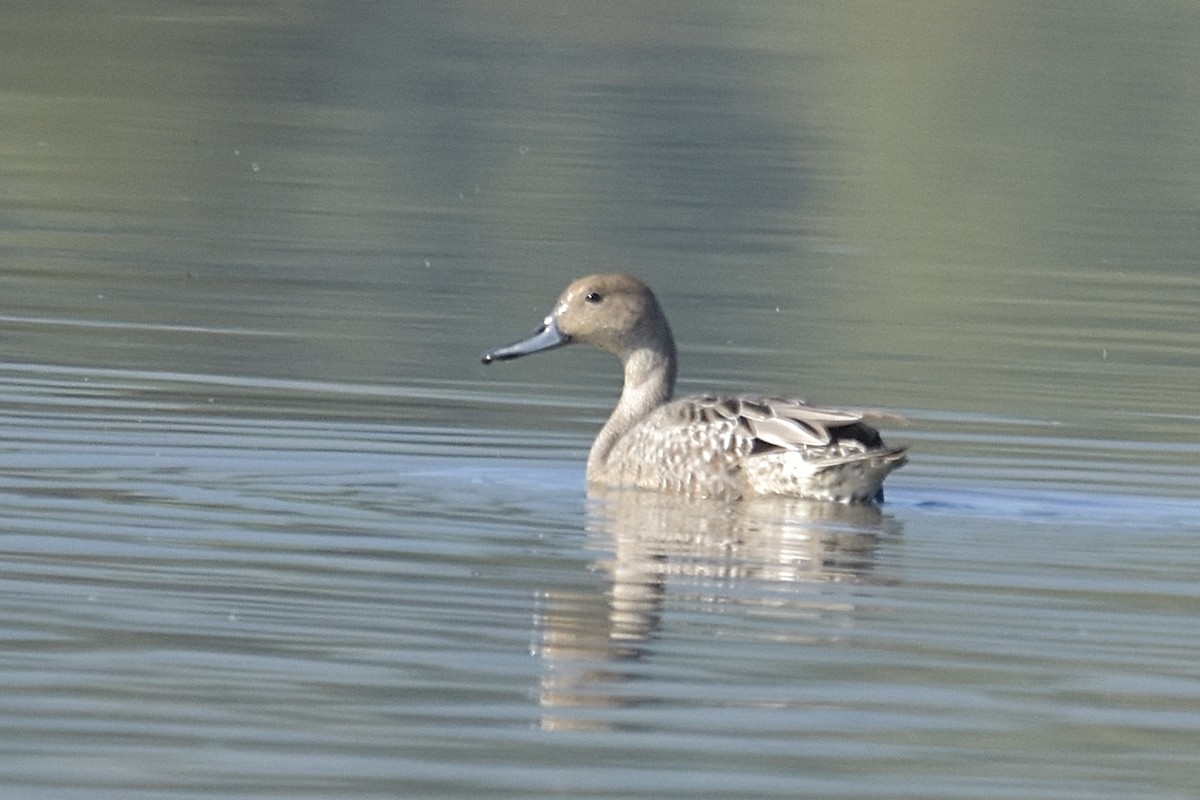 Northern Pintail - ML641148298