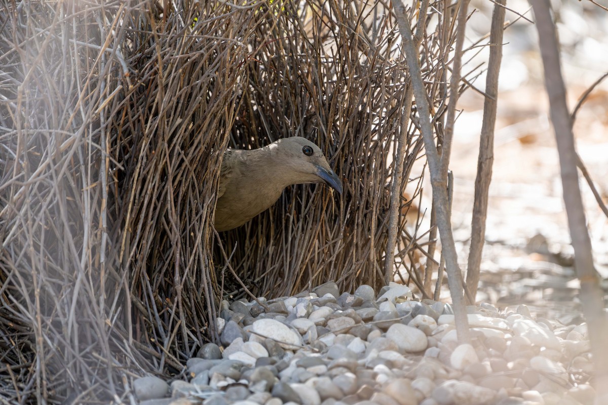 Great Bowerbird - ML641148306