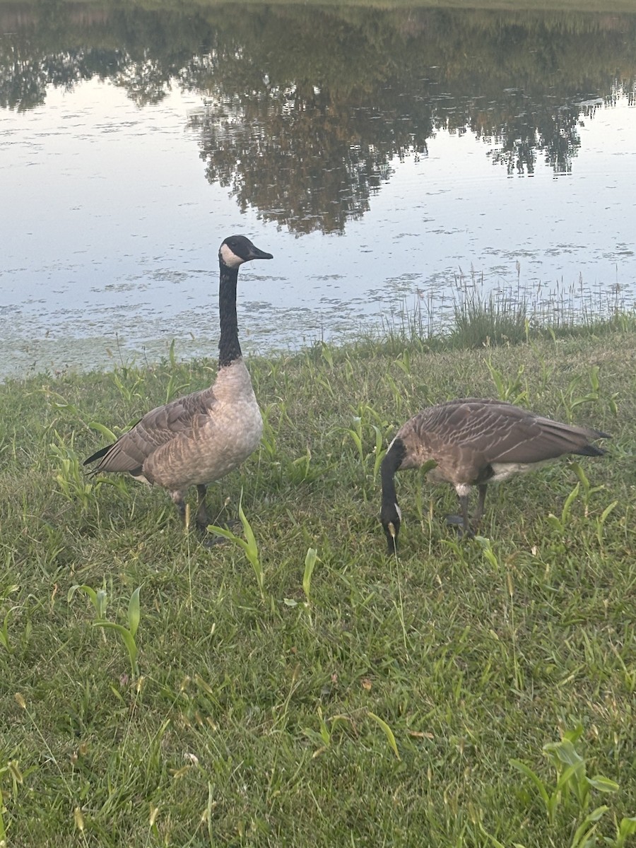 Canada Goose - ML641148324