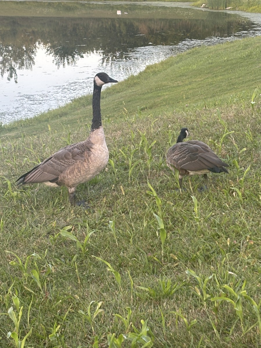 Canada Goose - ML641148325
