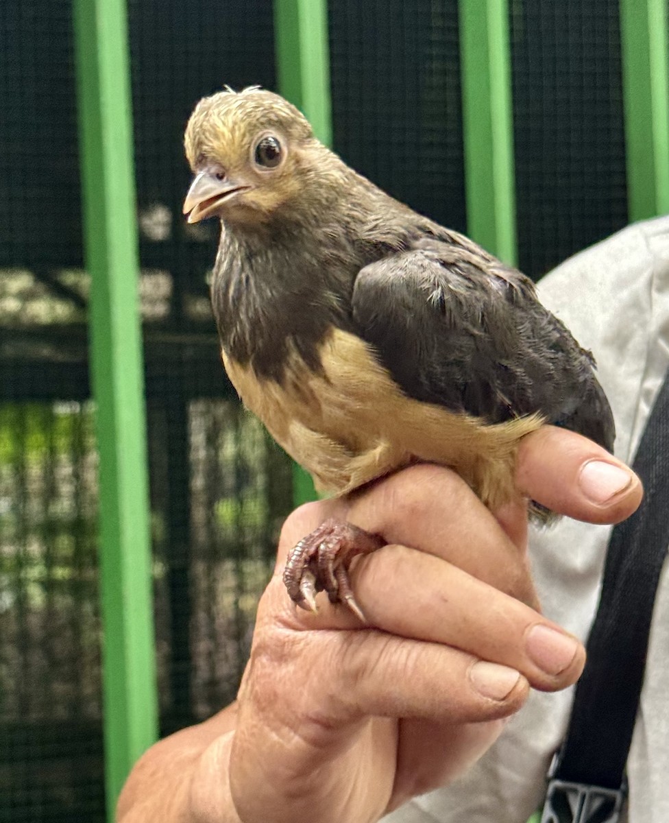 Maleo - ML641148327
